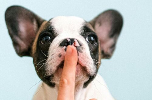 show do not tell mostre nao conte na escrita com exemplos