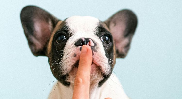 show do not tell mostre nao conte na escrita com exemplos