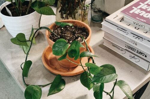 tudo sobre prologo prefacio posfacio epilogo