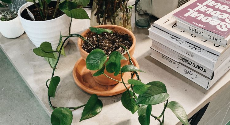 tudo sobre prologo prefacio posfacio epilogo