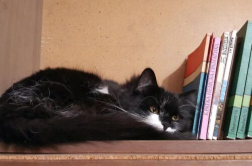 quando os livros tem patas animais que moram em livrarias estao conquistando leitores e likes