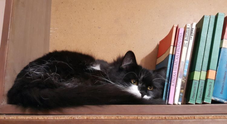 quando os livros tem patas animais que moram em livrarias estao conquistando leitores e likes